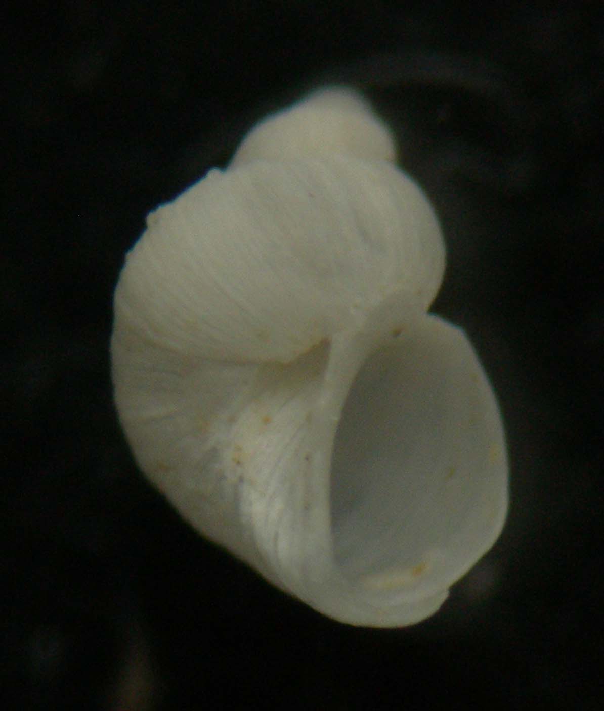 megalomphalus disciformis?